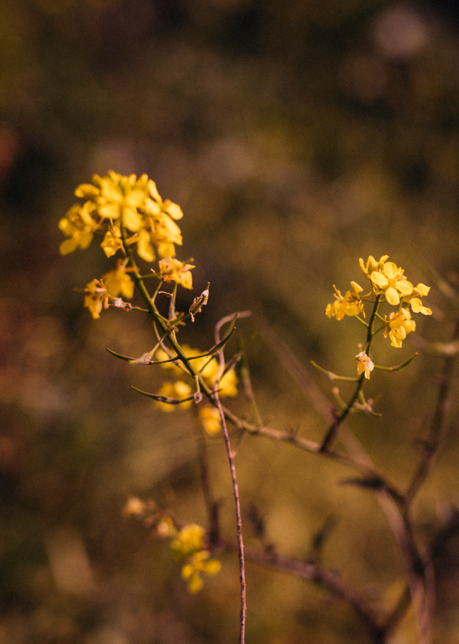 Yellow wildflowers glowing in warm sunlight